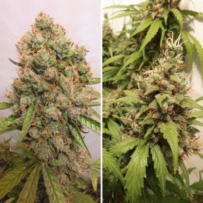 Auto Critical Orange Punch x25 - Dutch Passion