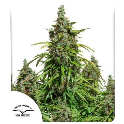Auto Mazar x25 - Dutch Passion
