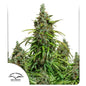 Auto Mazar x25 - Dutch Passion