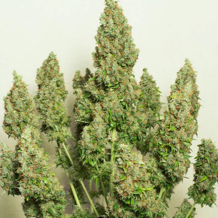 Auto Mazar x25 - Dutch Passion