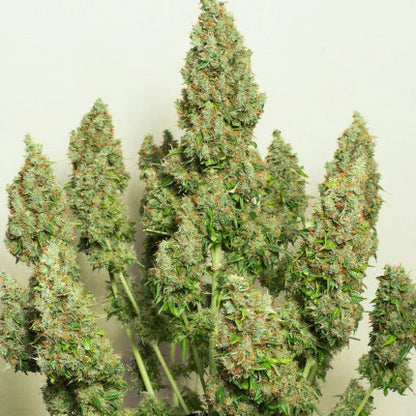 Auto Mazar x25 - Dutch Passion