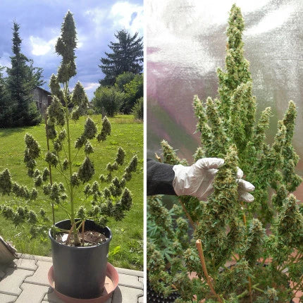 Auto Mazar x25 - Dutch Passion