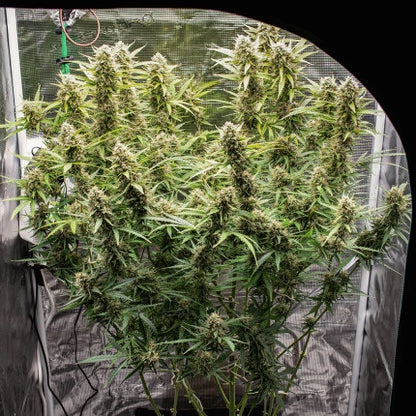 Auto Skywalker Haze x25 - Dutch Passion