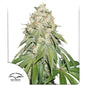 Banana Blaze Fem x25 - Dutch Passion
