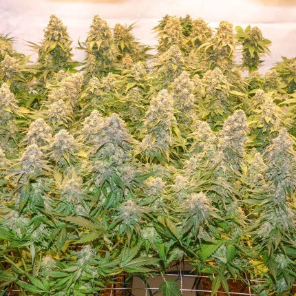 Banana Blaze Fem x25 - Dutch Passion