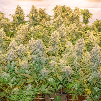 Banana Blaze Fem x25 - Dutch Passion