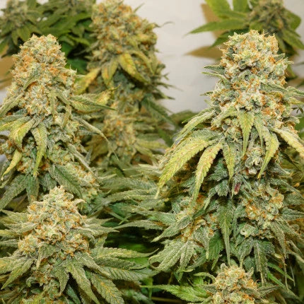Banana Blaze Fem x25 - Dutch Passion