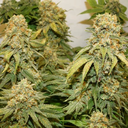 Banana Blaze Fem x25 - Dutch Passion