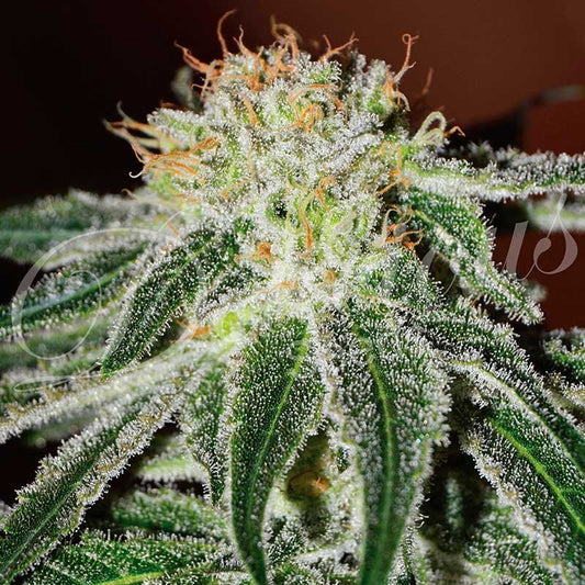 Black Russian Fem x3 - Delicious Seeds
