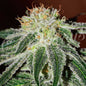 Black Russian Fem x3 - Delicious Seeds