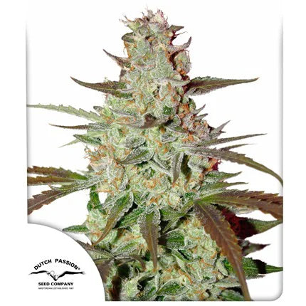 Blue Auto Mazar x3 - Dutch Passion