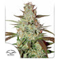 Blue Auto Mazar x3 - Dutch Passion