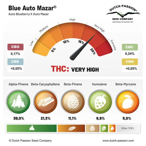 Blue Auto Mazar x3 - Dutch Passion