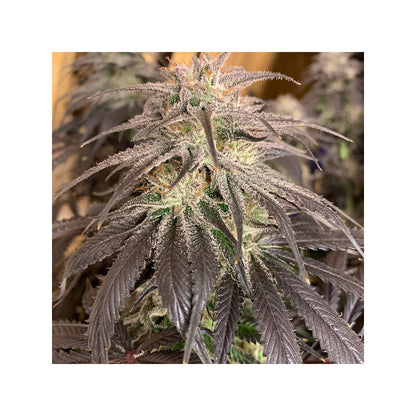 Bubba Island Kush Fem X3 - Dutch Passion