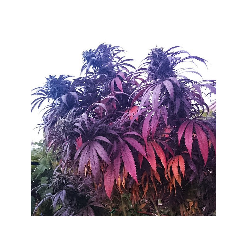 Bubba Island Kush Fem X3 - Dutch Passion