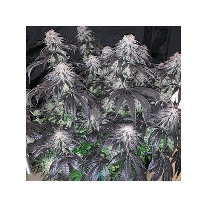 Bubba Island Kush Fem X3 - Dutch Passion