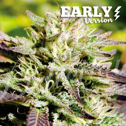 Caramelo Early Version x100 - Delicious Seeds