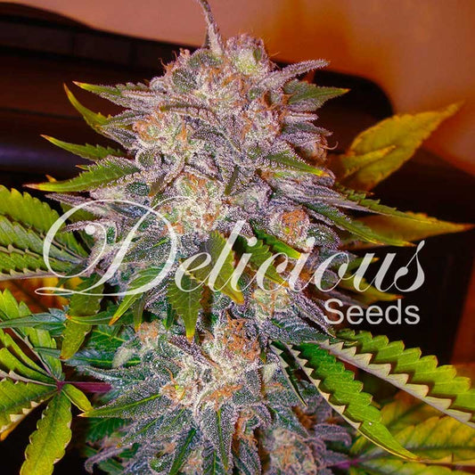 Caramelo Fem x3 - Delicious Seeds