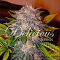 Caramelo Fem x3 - Delicious Seeds