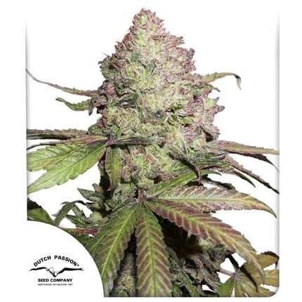 CBD Auto Charlotte’s Angel x3 - Dutch Passion