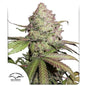 CBD Auto Charlotte’s Angel x3 - Dutch Passion