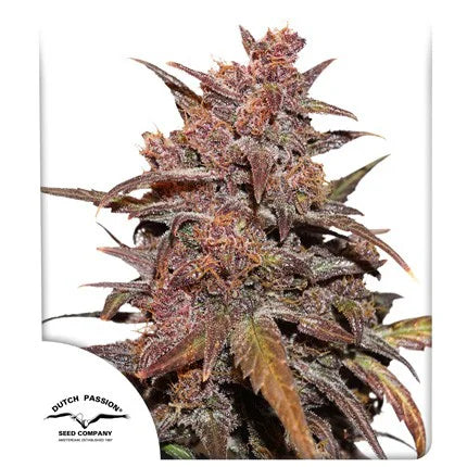 CBD Auto Blackberry Kush x3 - Dutch Passion