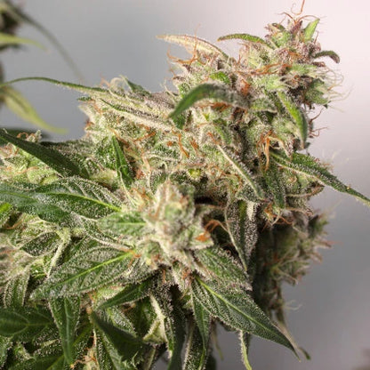 CBD Auto Charlotte’s Angel x3 - Dutch Passion