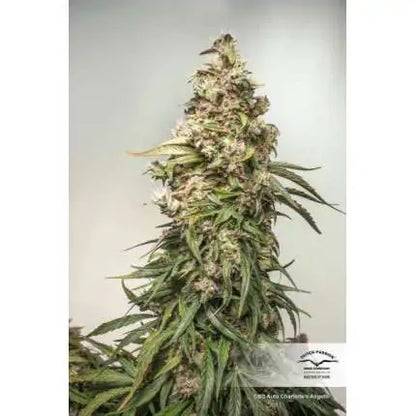 CBD Auto Charlotte’s Angel x3 - Dutch Passion