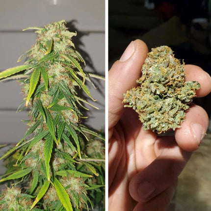 CBD Auto Charlotte’s Angel x3 - Dutch Passion
