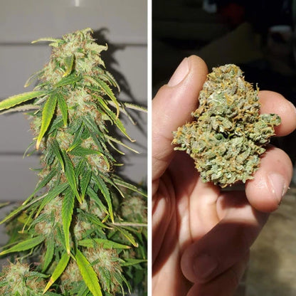 CBD Auto Charlotte’s Angel x3 - Dutch Passion