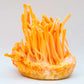 Vitaliza (Cordyceps militaris) -  Extracto Mycobotanico Adaptogeno - Mycovitae