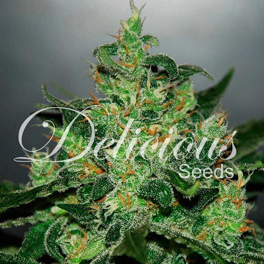 Critical Jack Herer Auto x3 - Delicious Seeds