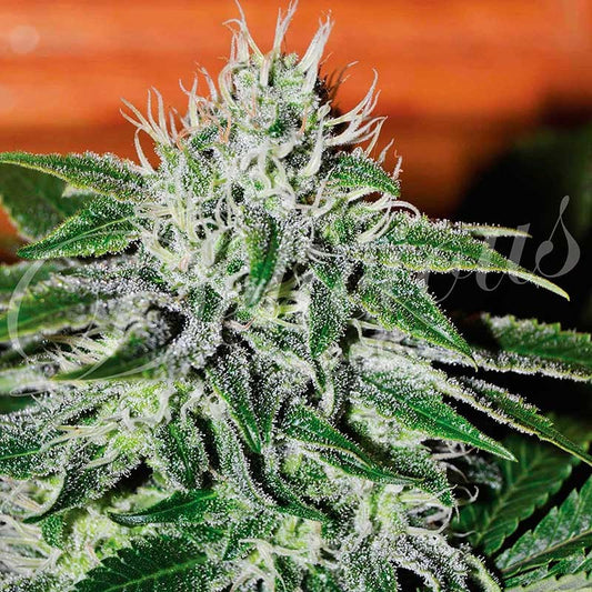 Critical Jack Herer Fem x3 - Delicious Seeds