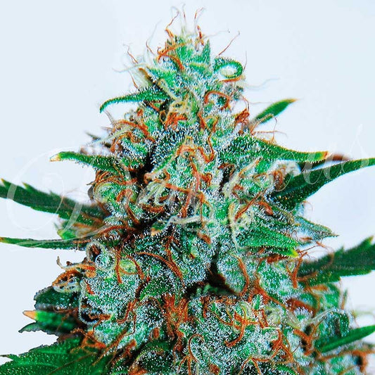 Critical Neville Haze Auto x3 - Delicious Seeds