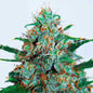 Critical Neville Haze Auto x3 - Delicious Seeds