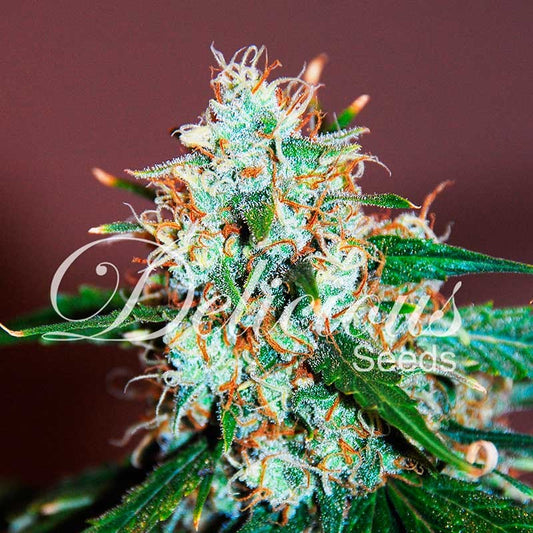 Critical Neville Haze 2.0 Fem x3 - Delicious