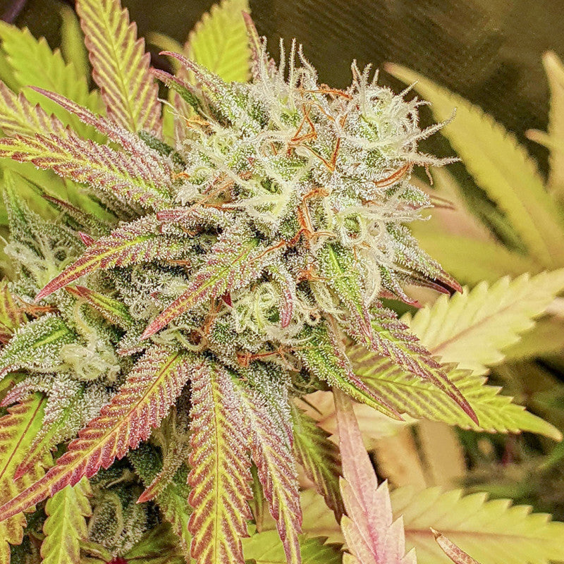 Critical Orange Punch Fem x3 - Dutch Passion
