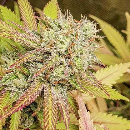 Critical Orange Punch Fem x3 - Dutch Passion