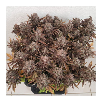 Critical Orange Punch Fem x3 - Dutch Passion