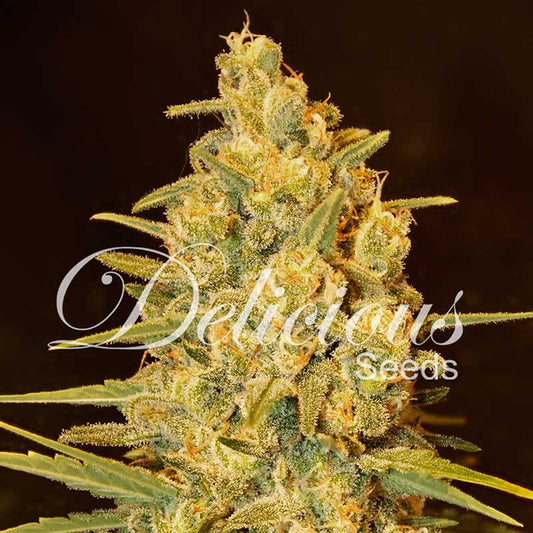 Critical Sensi Star Early Version x3 - Delicious Seeds
