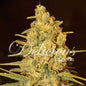 Critical Sensi Star Early Version x3 - Delicious Seeds