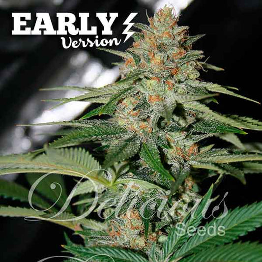Delicious Candy Early Version x100 - Delicious Seeds