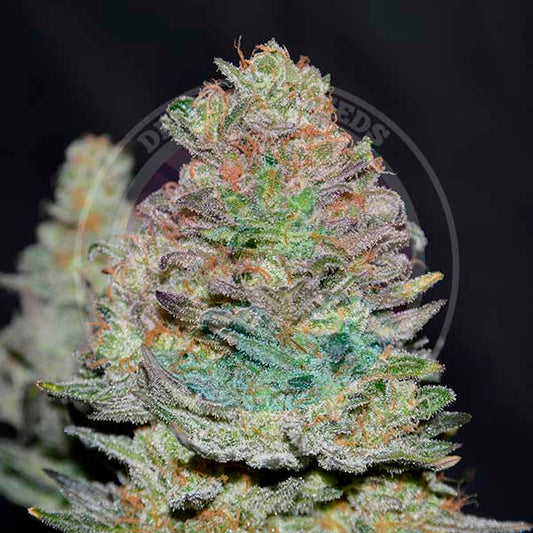 Delicious Cookies Auto x3 - Delicious Seeds