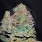 Delicious Cookies Auto x3 - Delicious Seeds