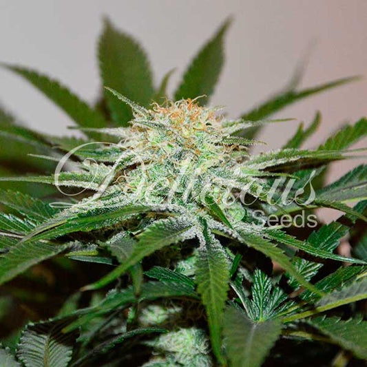 Descojack Fem x3 - Delicious Seeds