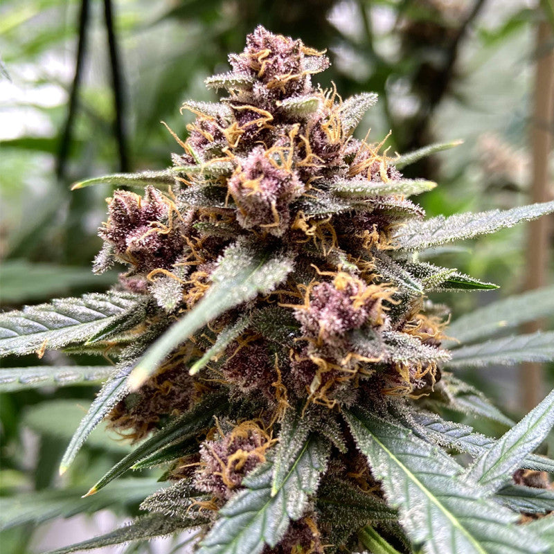 Durban Poison Fem x3 - Dutch Passion