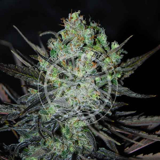 Eleven Roses Auto x3 - Delicious Seeds - 2x1