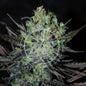 Eleven Roses Auto x3 - Delicious Seeds - 2x1