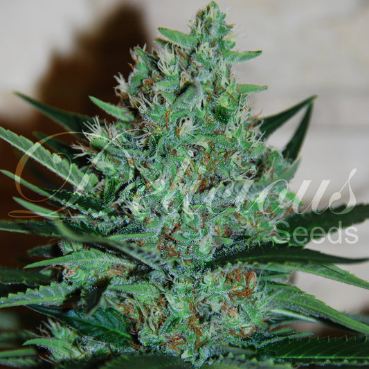 Fruity Chronic Juice Fem x3 - Delicious Seeds