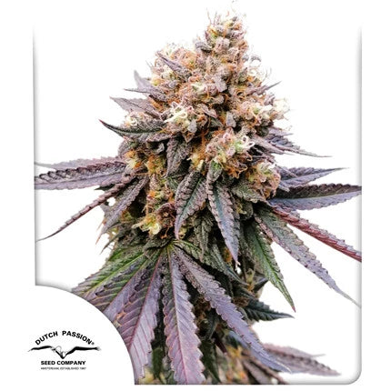 GMO Fast Fem x100 -Dutch Passion 2024